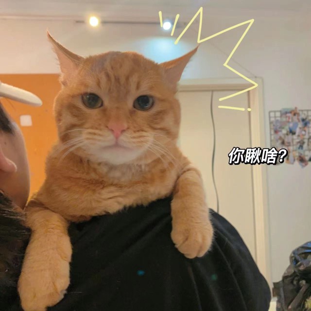 今天领养了一只橘猫，这是啥品种呢