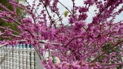 晒一下自家农村院子里的花花草草…