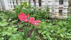 晒一下自家农村院子里的花花草草…