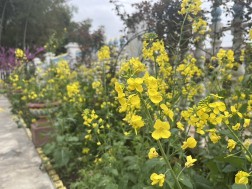 晒一下自家农村院子里的花花草草…