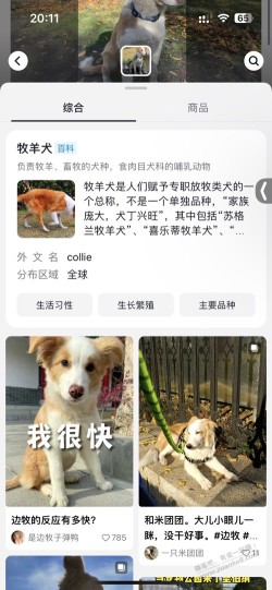 这是什么狗？